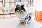 McGroomer Hundefriseure - McGroomer