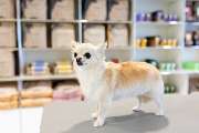 McGroomer Hundefriseure - McGroomer