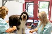 McGroomer Hundefriseure - McGroomer