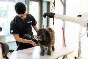 McGroomer Hundefriseure - McGroomer