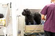McGroomer Hundefriseure - McGroomer Spa