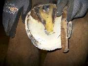 medicaVET  Inh. Nina Radünz - GALLERY