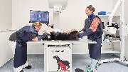 Medivet Tierarztpraxis Unterhaching - Röntgengerät  in Medivet Tierarztpraxis Unterhaching