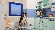 Medivet Tierarztpraxis Unterhaching - Sprechzimmer  in Medivet Tierarztpraxis Unterhaching
