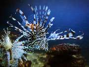 Meeresaquarium-Exotarium Nautiland - GALLERY