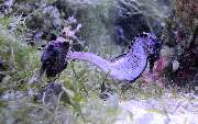 Meeresaquarium-Exotarium Nautiland - GALLERY