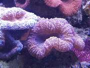 Meerwasseraquaristik Land - GALLERY