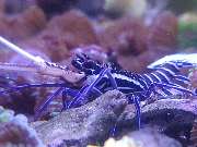 Meerwasseraquaristik Land - GALLERY