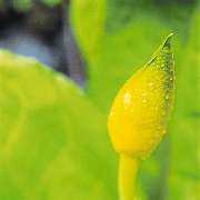 Meik Nowak Blumen & Friedhofsgärtnerei - GALLERY