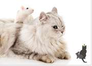 Mainzer Fellnasen - 1