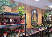 Melly's Blumenzauber - GALLERY