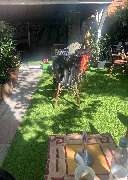 Menara Shisha Lounge - GALLERY