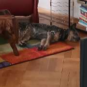 MenschUndHundZentrum - 