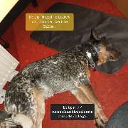 MenschUndHundZentrum - Dein Hund findet zu Hause keine Ruhe. Dies ist das Thema unseres Blogbeitrag.