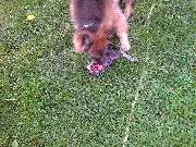 MenschUndHundZentrum - Ernährungsberatung Hund Produktunabhänig