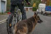 MenschUndHundZentrum - Fahrrad fahren mit dem. Was ist dabei zu berücksichtigen.