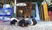 MenschUndHundZentrum - Hund hetzt und Jagt andere Tiere