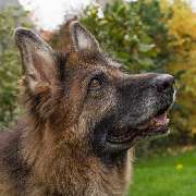 MenschUndHundZentrum - Hund zeigt Aufmerksamkeit.