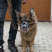 MenschUndHundZentrum - Hund zeigt Verhaltensauffälligkeit bei Artgleichen.
