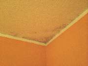 Meyer GbR - Schimmel an der Decke