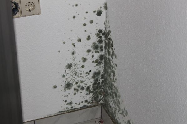 Meyer GbR - Schimmelpilz