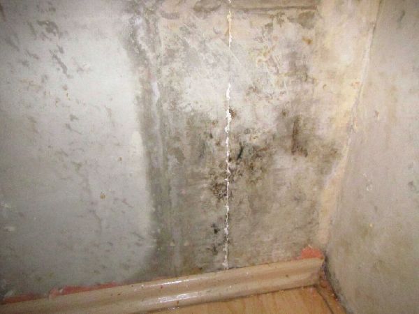 Meyer GbR - Schimmelpilz an der Wand