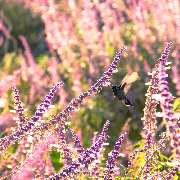MHS Gartenbau Schaber - GALLERY