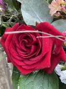 Michael Schulze Bestattungen - GALLERY