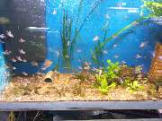 Michalski's Aquaristik - GALLERY