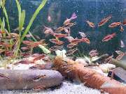 Michalski's Aquaristik - GALLERY