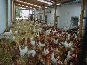 Michel Feinen Geflügelhof - 2