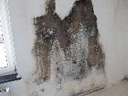 Mikrobiologische Bauforensik Hans Metzger - GALLERY