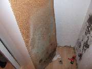 Mikrobiologische Bauforensik Hans Metzger - GALLERY