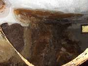 Mikrobiologische Bauforensik Hans Metzger - GALLERY