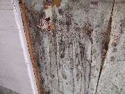 Mikrobiologische Bauforensik Hans Metzger - GALLERY