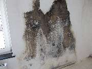 Mikrobiologische Bauforensik Hans Metzger - GALLERY