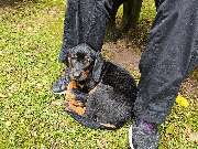 Miris Hundeschule - GALLERY