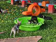 Miris Hundeschule - GALLERY