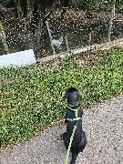 Miris Hundeschule - GALLERY