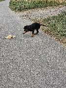 Miris Hundeschule - GALLERY