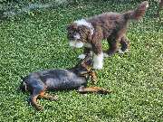 Miris Hundeschule - GALLERY