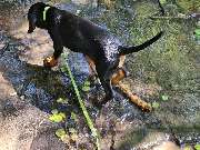 Miris Hundeschule - GALLERY