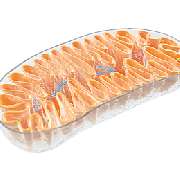 Mitochondrienmedizin
MitoMedical Center
