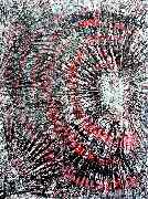 ML ART - Michael Lange - ElectroPop   60x80cm