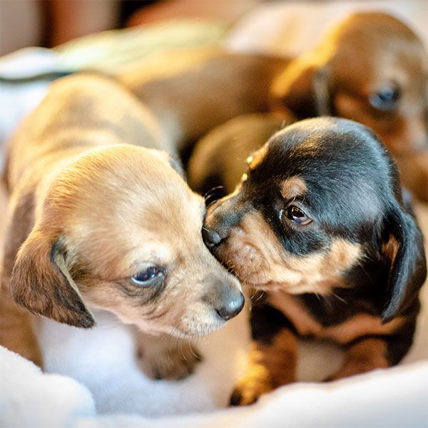 Mobile Hundeschule Speyer - GALLERY