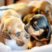 Mobile Hundeschule Speyer - GALLERY