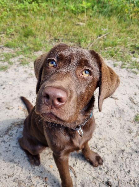 Mobile Hundeschule Speyer - GALLERY