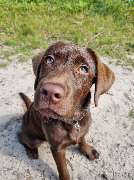 Mobile Hundeschule Speyer - GALLERY