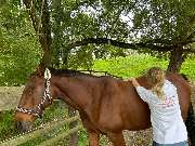 Mobile Tierheilpraxis und Tierphysiotherapie Kerstin Junge - 2