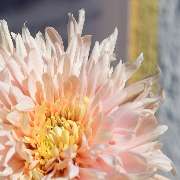 Mona's Flower Marrow e.K. - GALLERY